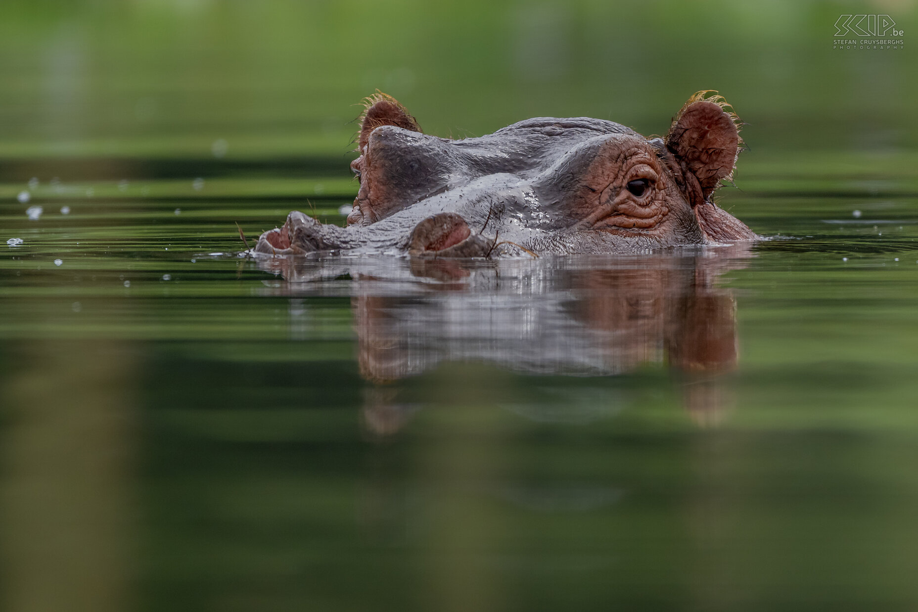 Lake Naivasha - Hippo We started our trip with a beautiful boat trip on Lake Naivasha. Lake Naivasha is known for its large population of hippos. During the day, these impressive animals, which can weigh up to 3,000 kg, usually stay in the water. We could get quite close with a boat. Stefan Cruysberghs